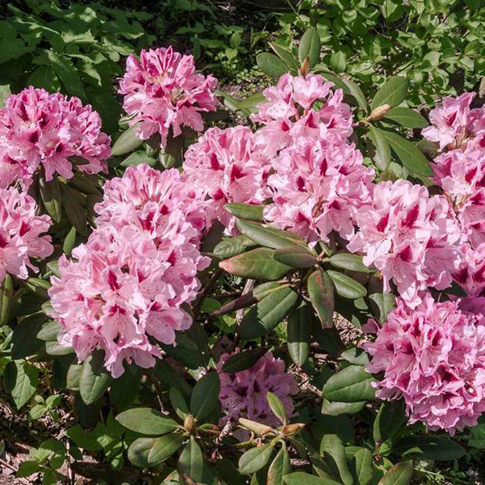 Azaleea Japoneza (Rhododendron) Cosmopolitan, cu flori roz-pal - VERDENA-livrat in ghiveci de 5 l