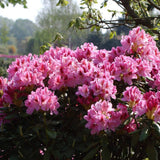 Azaleea Japoneza (Rhododendron) Cosmopolitan, cu flori roz-pal - VERDENA-livrat in ghiveci de 5 l