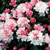 Azaleea Japoneza (Rhododendron) Dreamland, cu flori roz-alb-burgundiu - VERDENA-20-30 cm inaltime, livrat in ghiveci de 4 l