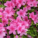 Azaleea Japoneza (Rhododendron) Geisha Pink, cu flori violet