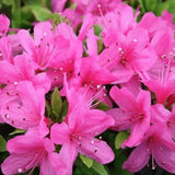 Azaleea Japoneza (Rhododendron) Geisha Pink, cu flori violet