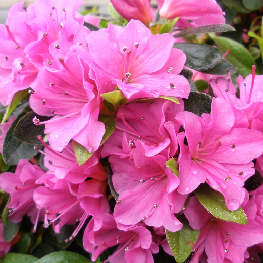 Azaleea Japoneza (Rhododendron) Geisha Pink, cu flori violet