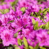 Azaleea Japoneza (Rhododendron) Koeningstein, cu flori roz-purpuriu - VERDENA-35 cm inaltime, livrat in ghiveci de 3.5 l