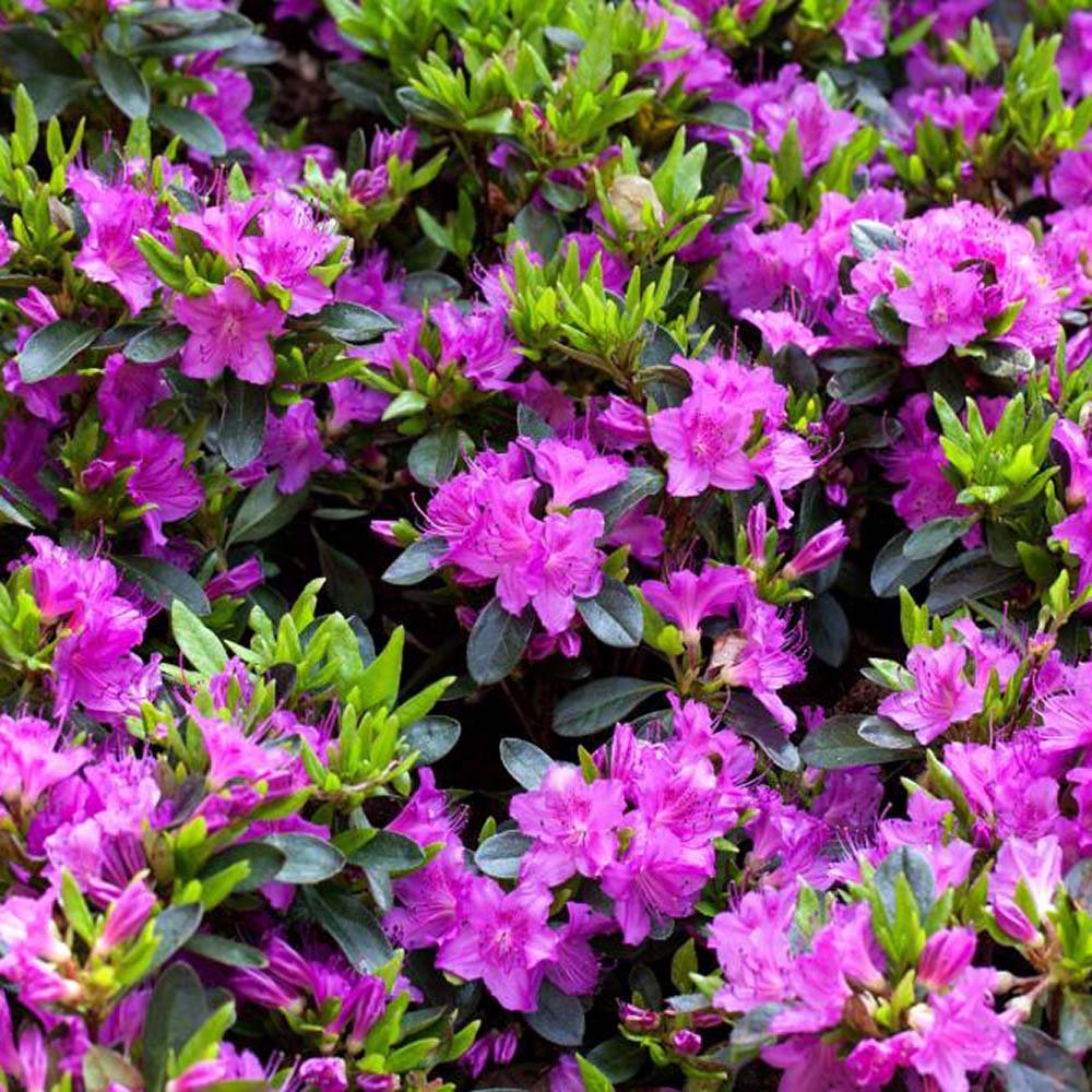 Azaleea Japoneza (Rhododendron) Koeningstein, cu flori roz-purpuriu - VERDENA-35 cm inaltime, livrat in ghiveci de 3.5 l