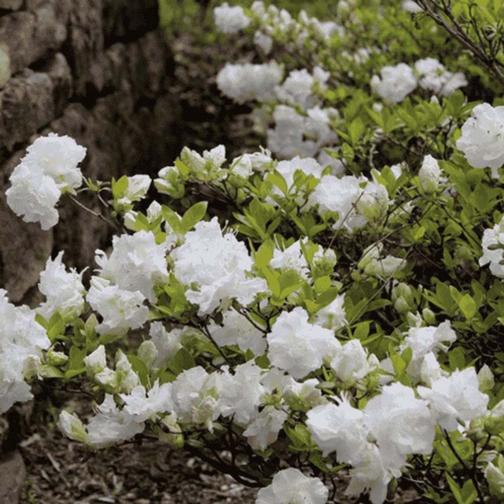 Azaleea Japoneza (Rhododendron) Mary Helen, cu flori albe - VERDENA-35 cm inaltime, livrat in ghiveci de 3.5 l