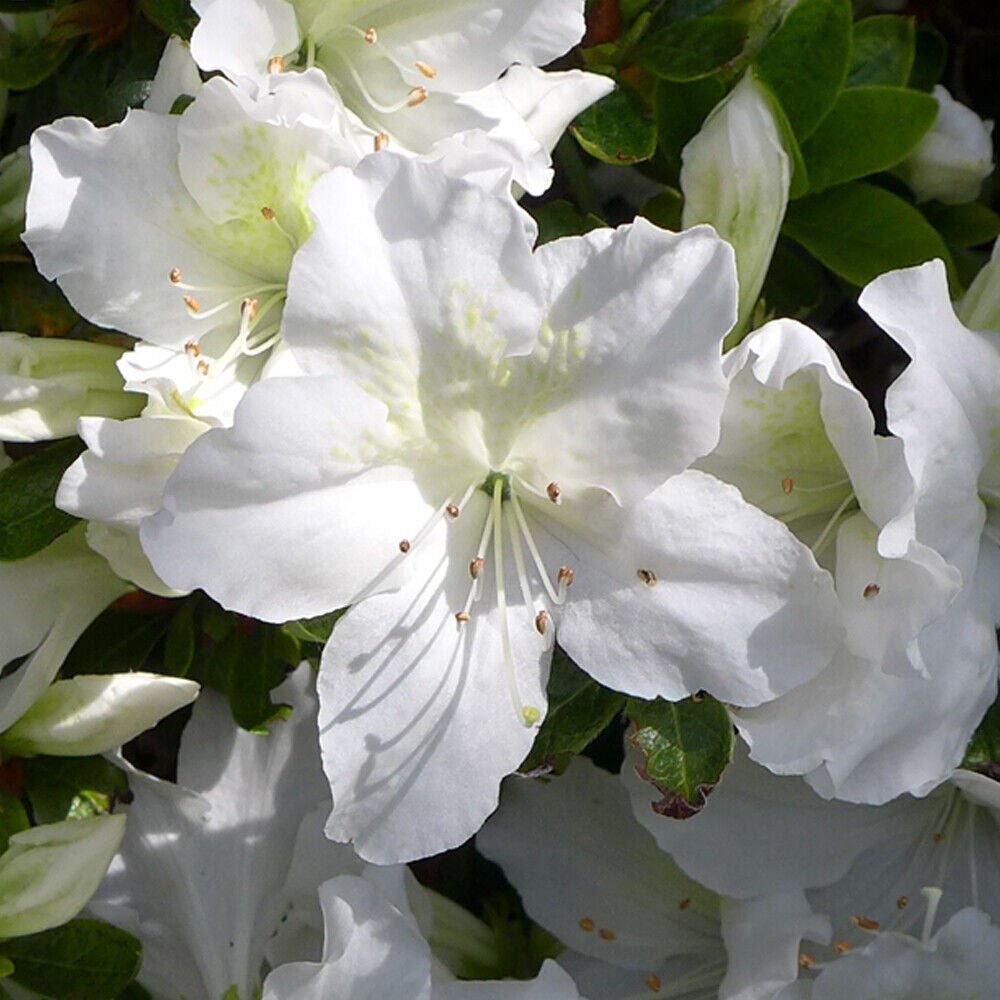 Azaleea Japoneza (Rhododendron) Mary Helen, cu flori albe - VERDENA-35 cm inaltime, livrat in ghiveci de 3.5 l