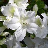 Azaleea Japoneza (Rhododendron) Mary Helen, cu flori albe