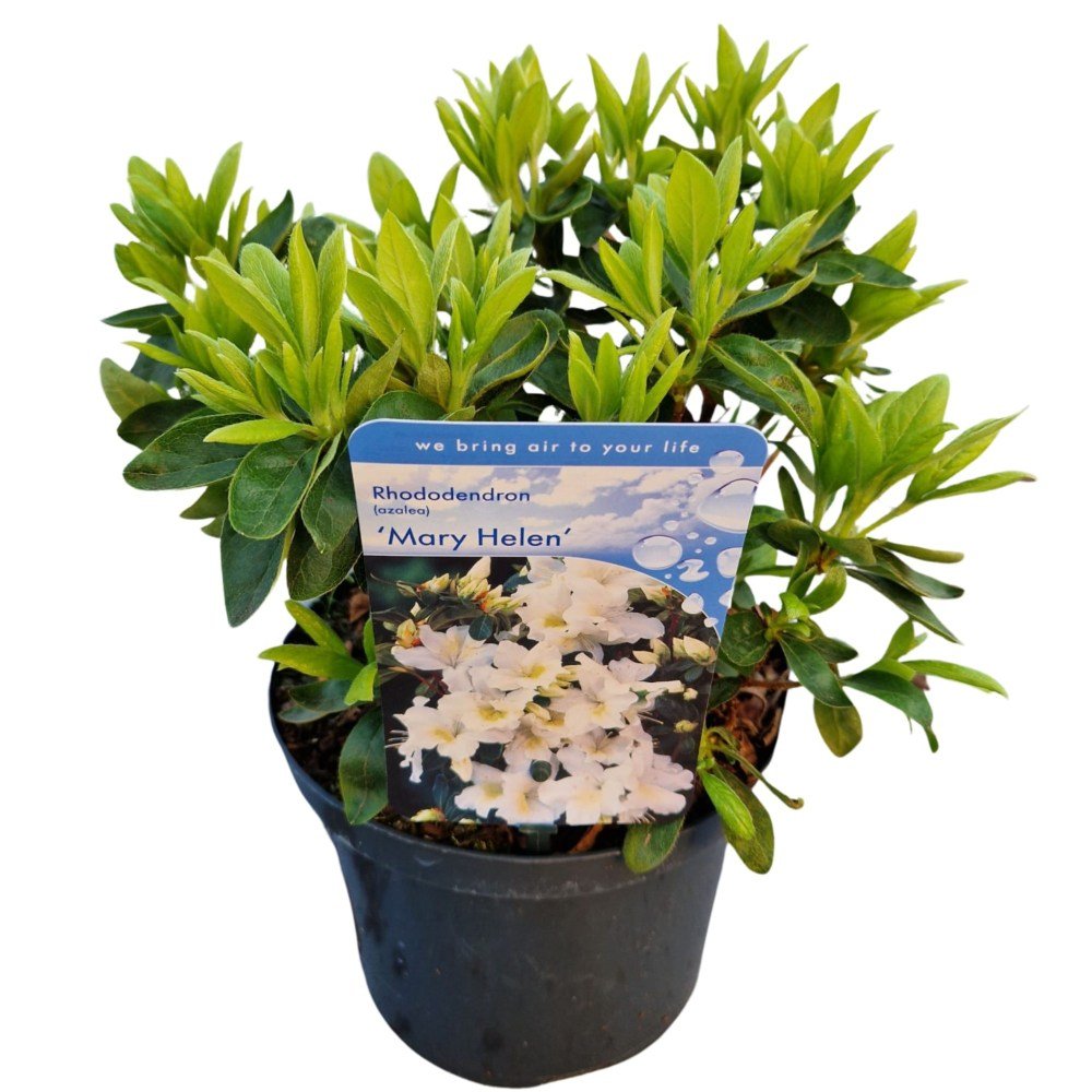 Azaleea Japoneza (Rhododendron) Mary Helen | Verdena – VERDENA