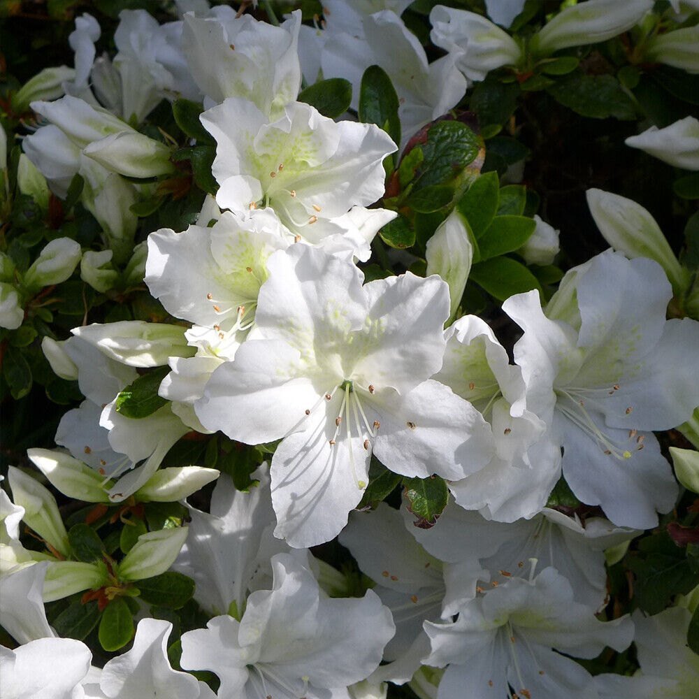 Azaleea Japoneza (Rhododendron) Mary Helen, cu flori albe