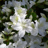 Azaleea Japoneza (Rhododendron) Mary Helen, cu flori albe - VERDENA-35 cm inaltime, livrat in ghiveci de 3.5 l