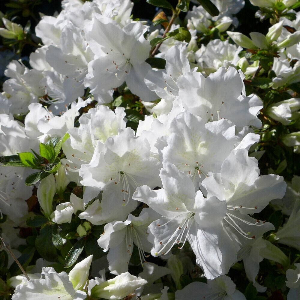 Azaleea Japoneza (Rhododendron) Mary Helen, cu flori albe