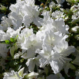 Azaleea Japoneza (Rhododendron) Mary Helen, cu flori albe - VERDENA-35 cm inaltime, livrat in ghiveci de 3.5 l