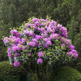 Azaleea japoneza (Rhododendron) Roseum Elegans, cu flori roz-lilaie - VERDENA-40-50 cm inaltime, livrat in ghiveci de 3 l