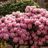 Azaleea Japoneza (Rhododendron) Scintillation, cu flori roz-pal - VERDENA-30-40 cm inaltime, livrat in ghiveci de 3 l