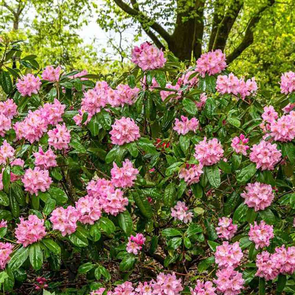 Azaleea Japoneza (Rhododendron) Scintillation, cu flori roz-pal - VERDENA-30-40 cm inaltime, livrat in ghiveci de 3 l