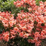 Azaleea japoneza (Rhododendron) Tortoiseshell Orange, cu flori portocalii - VERDENA-30-40 cm inaltime, livrat in ghiveci de 5 l