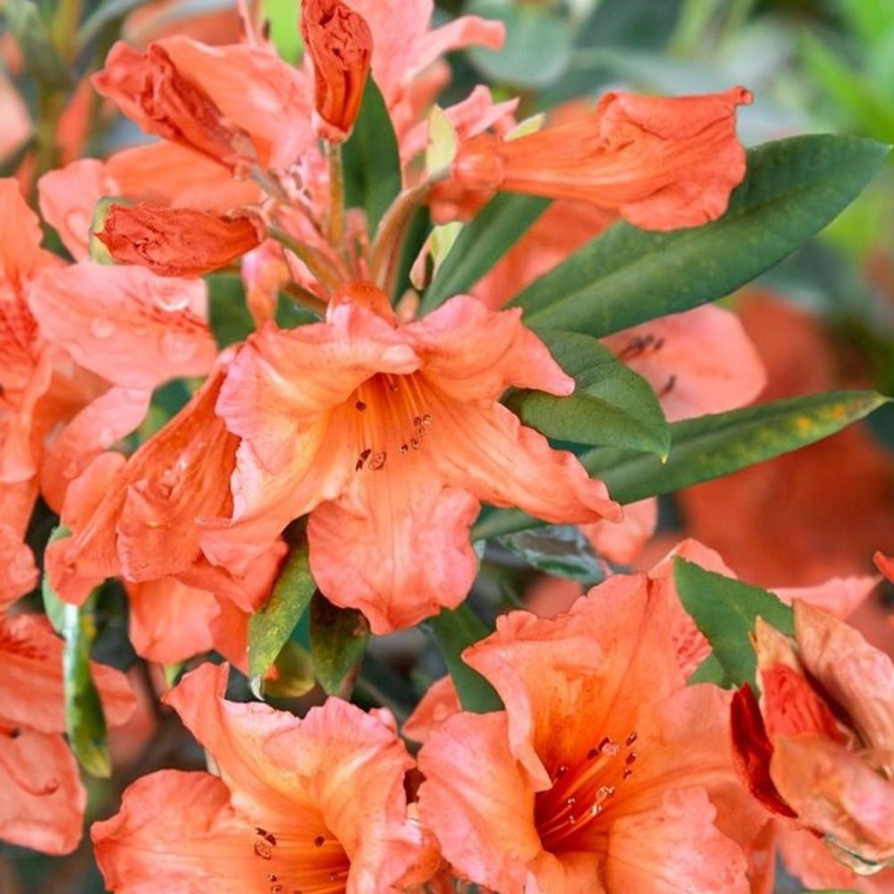 Azaleea japoneza (Rhododendron) Tortoiseshell Orange, cu flori portocalii