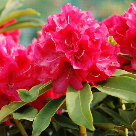 Azaleea japoneza (Rhododendron) Wilgens Ruby, cu flori rosu-rubiniu - VERDENA-livrat in ghiveci de 5 l