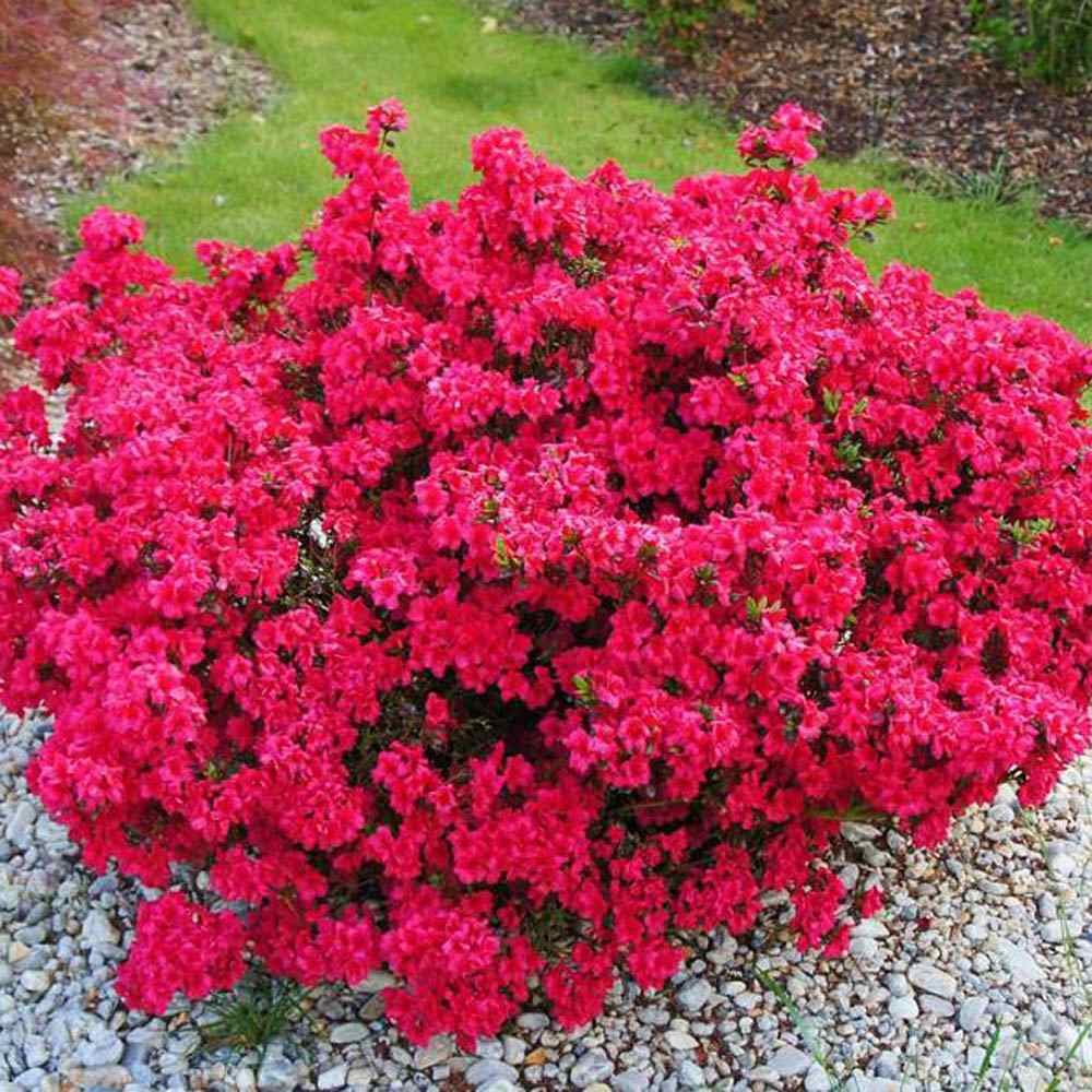 Rhododendron (Azaleee Japoneza) Maruschka | Verdena – VERDENA
