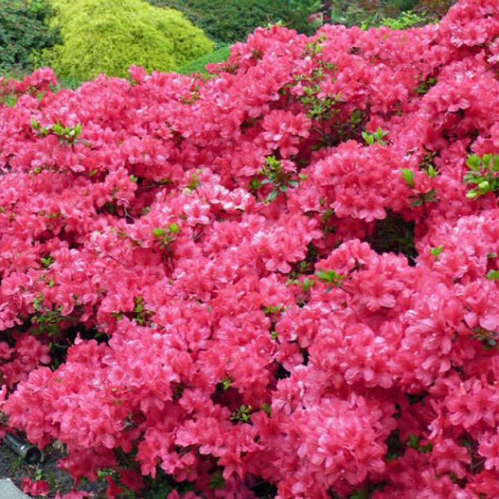 Azaleee Japoneza (Rhododendron) Maruschka, cu flori cyclamen - VERDENA-35 cm inaltime, livrat in ghiveci de 3.5 l