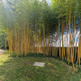 Bambus Aurea - 175 cm - VERDENA-175 cm inaltime, livrat in ghiveci de 18 l