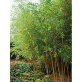 Bambus Aurea - 175 cm - VERDENA-175 cm inaltime, livrat in ghiveci de 18 l