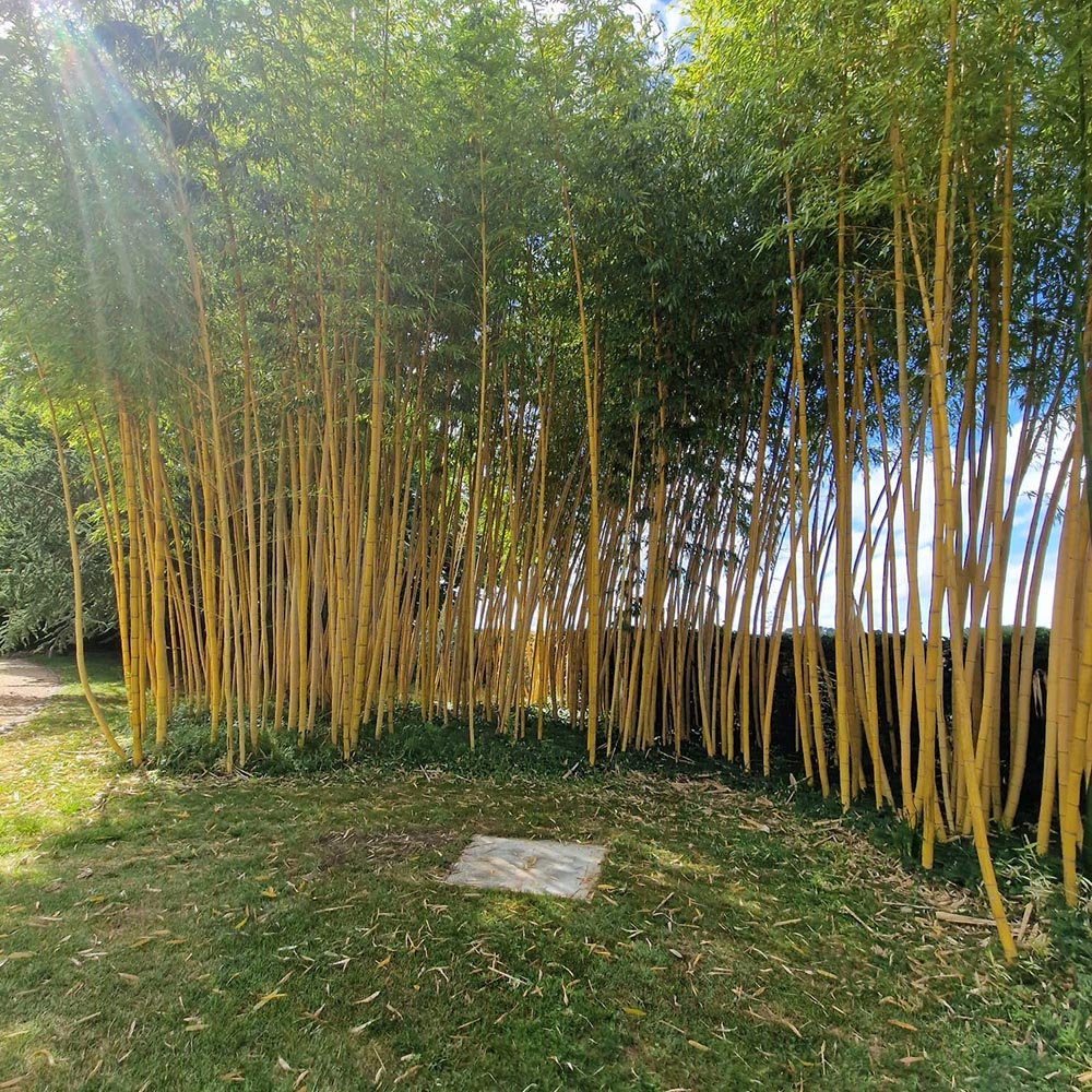 Bambus Aurea - VERDENA-180/+ cm inaltime livrat in ghiveci de 5 L