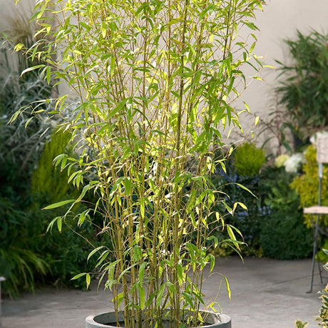 Bambus Aurea - 260 cm, livrat in ghiveci cu diametru de 50 cm si inaltime de 38 cm