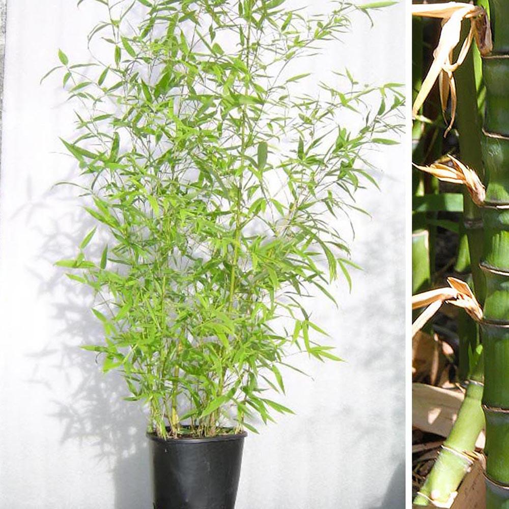 Bambus Aurea - 260 cm, livrat in ghiveci cu diametru de 50 cm si inaltime de 38 cm