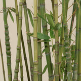 Bambus Aurea - VERDENA-180 cm inaltime in ghiveci de 5L