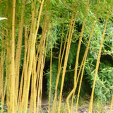 Bambus Aureocaulis, 30-40 cm inaltime, in ghiveci de 1L