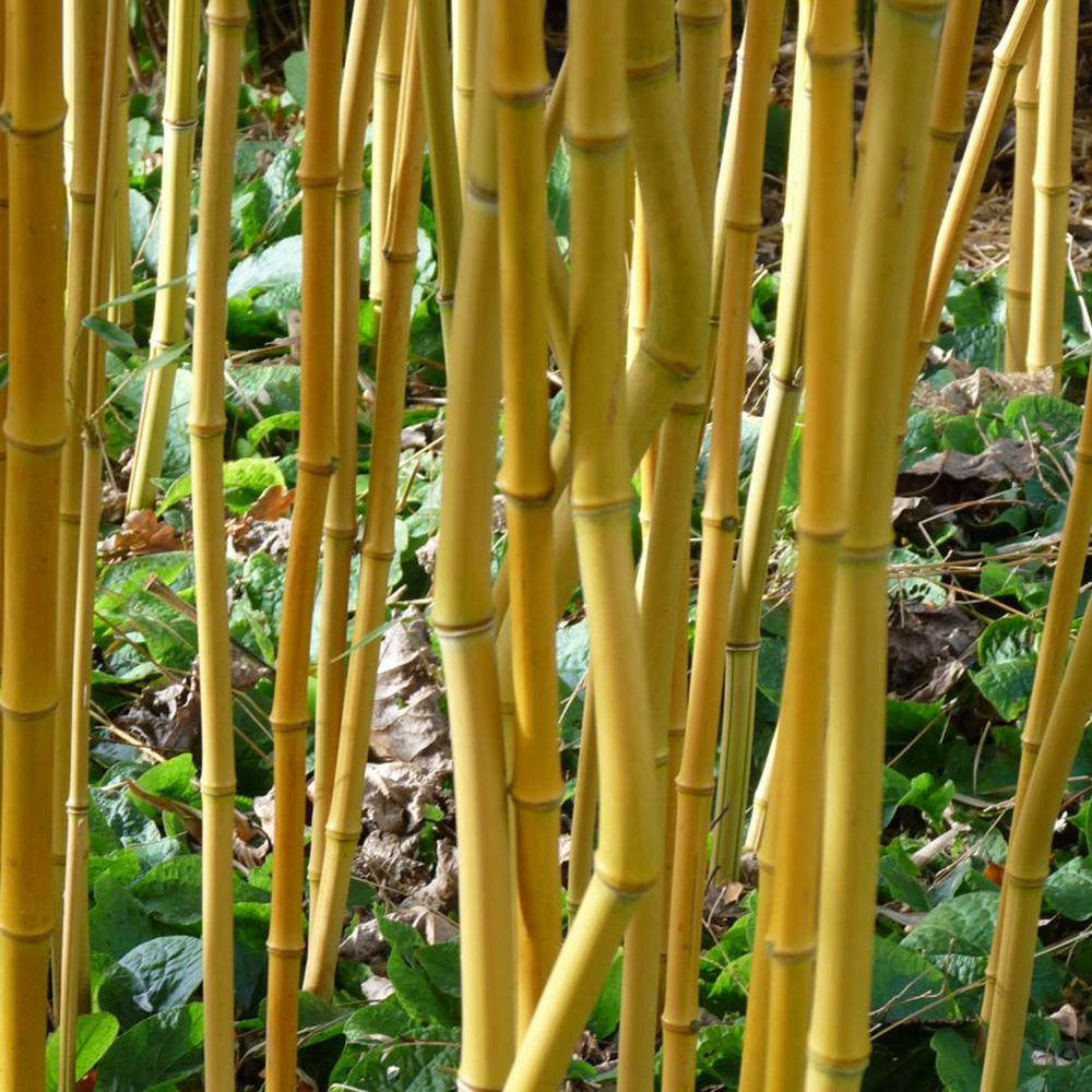 Bambus Aureocaulis, 30-40 cm inaltime, in ghiveci de 1L