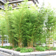 Bambus Aureosulcata Spectabilis, 200-250 cm la livrare, in ghiveci de 15 L