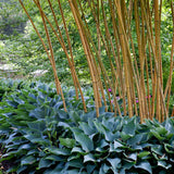 Bambus Aureosulcata Spectabilis - VERDENA-150-200 cm inaltime livrat in ghiveci de 10 L