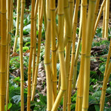Bambus Aureosulcata Spectabilis - VERDENA-150-200 cm inaltime livrat in ghiveci de 10 L