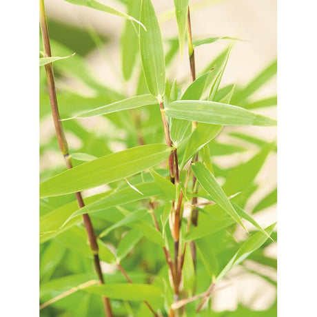 Bambus Bimbo, 40 cm inaltime, in ghiveci de 5L