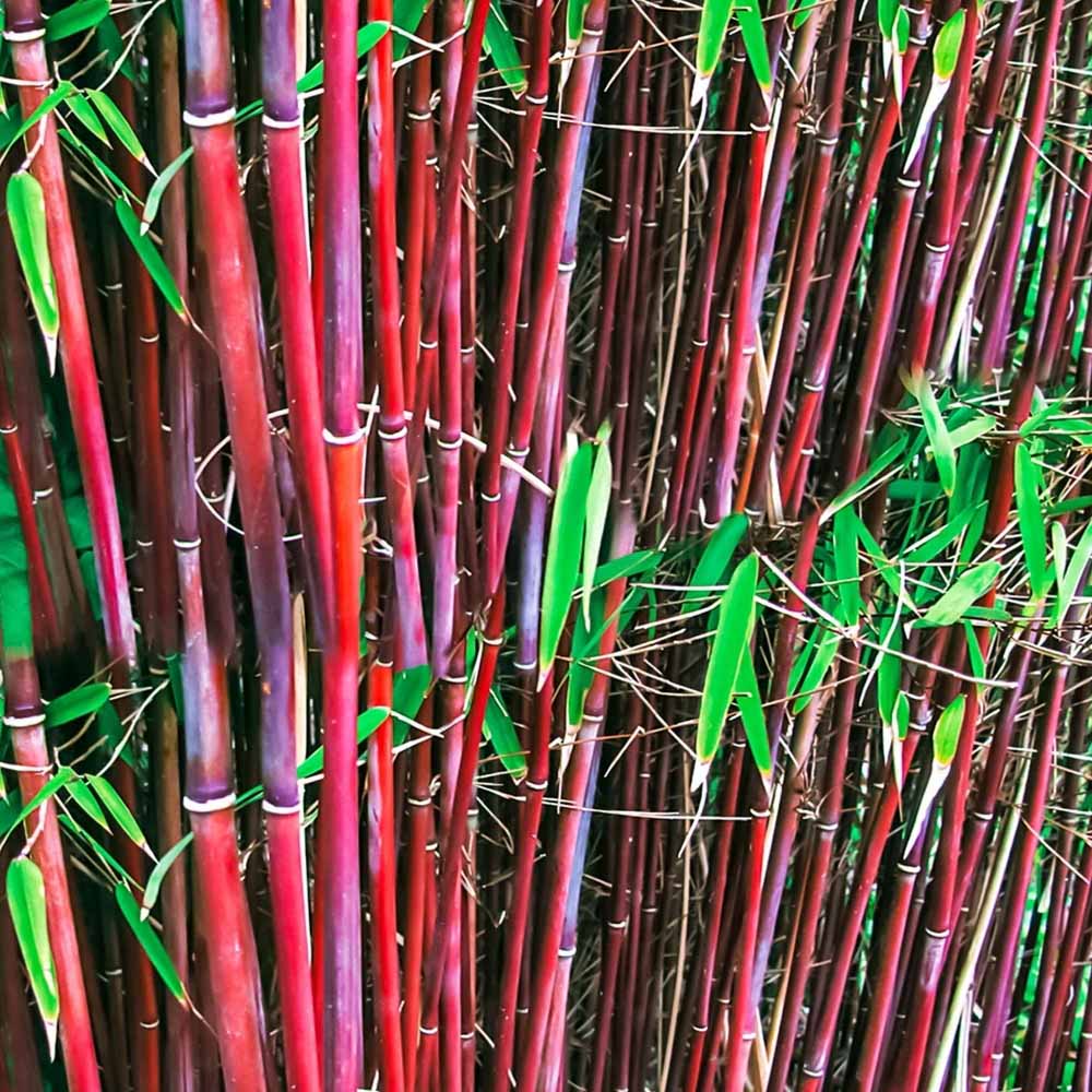 Bambus de gradina (Fargesia Rufa) Red Dragon - Neinvaziv si cu Tije rosiatice - VERDENA-80-100 cm inaltime, livrat in ghiveci de 2 l