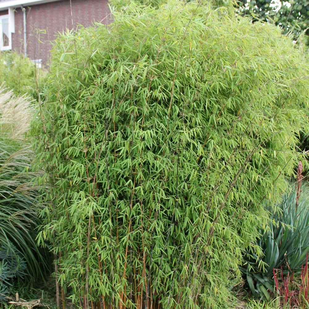 Bambus de gradina (Fargesia Rufa) Red Dragon - Neinvaziv si cu Tije rosiatice - VERDENA-80-100 cm inaltime, livrat in ghiveci de 2 l