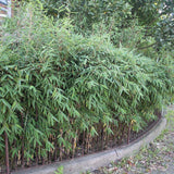 Bambus Formidable - VERDENA-60 - 80 cm inaltime livrat in ghiveci de 5 l