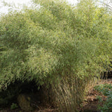 Bambus Jiuzhaigou - 180 cm, livrat in ghiveci cu diametru de 32cm si 30cm inaltime