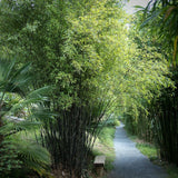 Bambus Nigra (Phyllostachys Nigra) - VERDENA-100 cm inaltime, livrat in ghiveci de 1.5 l