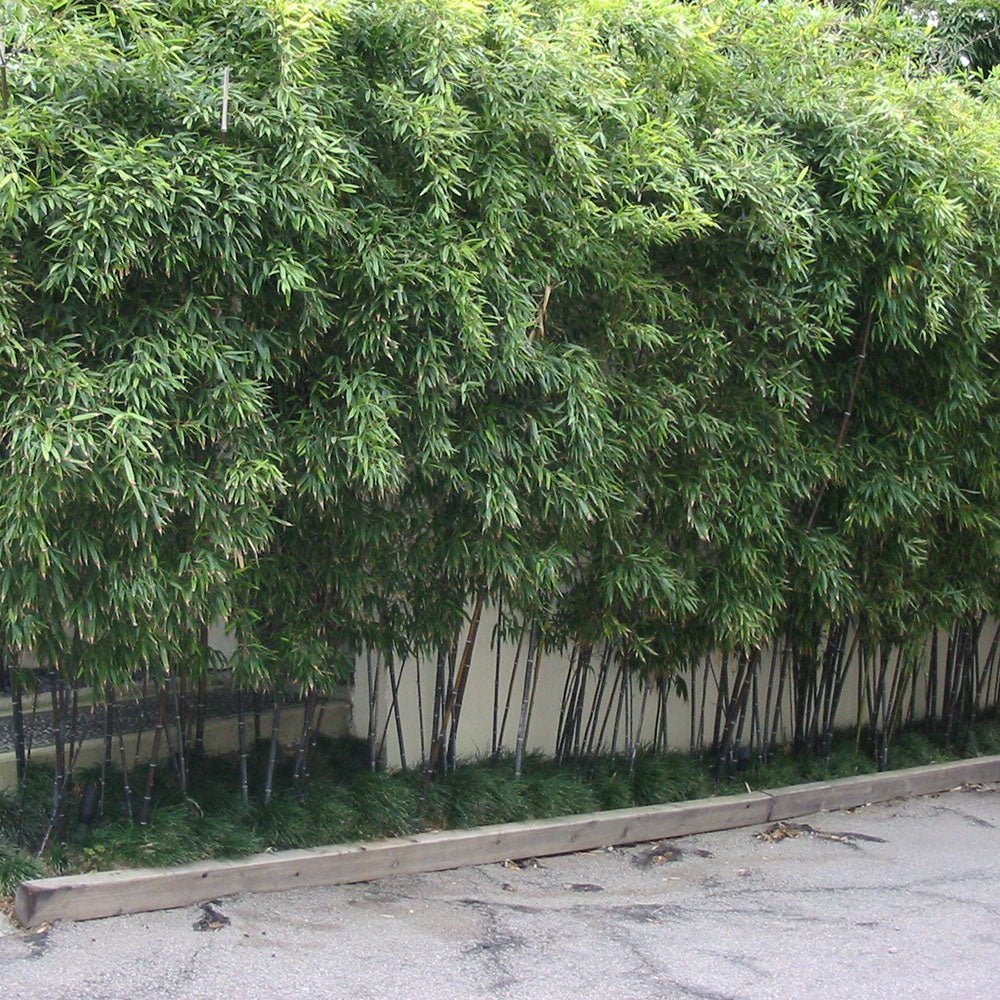 Bambus Nigra (Phyllostachys Nigra) - VERDENA-100 cm inaltime, livrat in ghiveci de 1.5 l