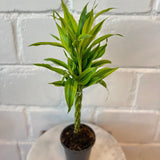 Bambus Norocos/Lucky Dracaena sanderiana Cintho - 5 tulpini impletite - VERDENA-50 cm inaltime, livrat in ghiveci de 1.2 l