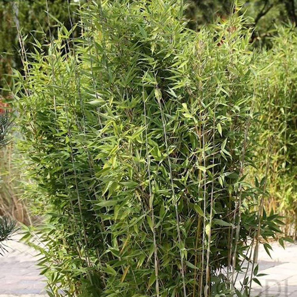 Bambus Obelisk - VERDENA-80-100 cm inaltime livrat in ghiveci de 5 L
