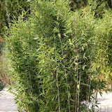 Bambus Obelisk - VERDENA-80-100 cm inaltime livrat in ghiveci de 5 L