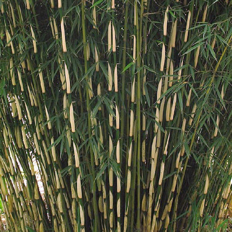 Bambus Pingwu, 60-80 cm la livrare, in ghiveci de 5 L