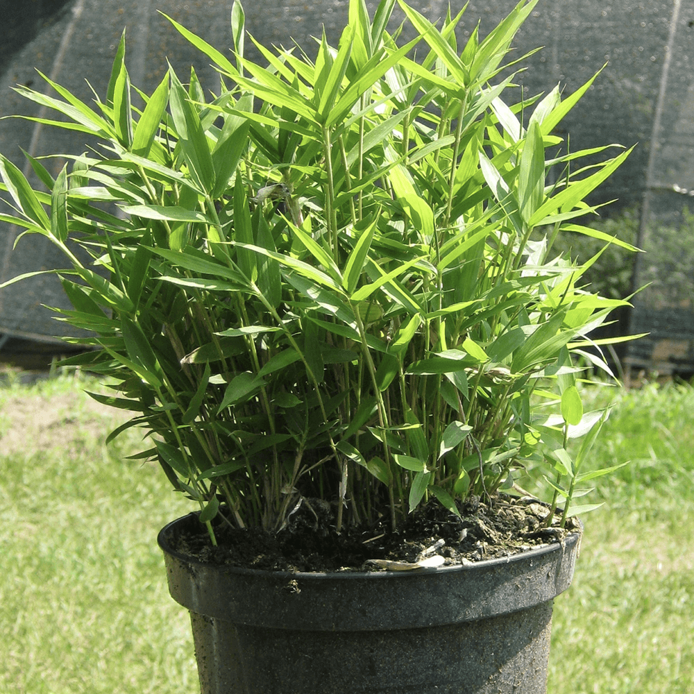 Bambus (Pleioblastus) Distichus - VERDENA-30 cm inaltime livrat in ghiveci cu Ø14 cm