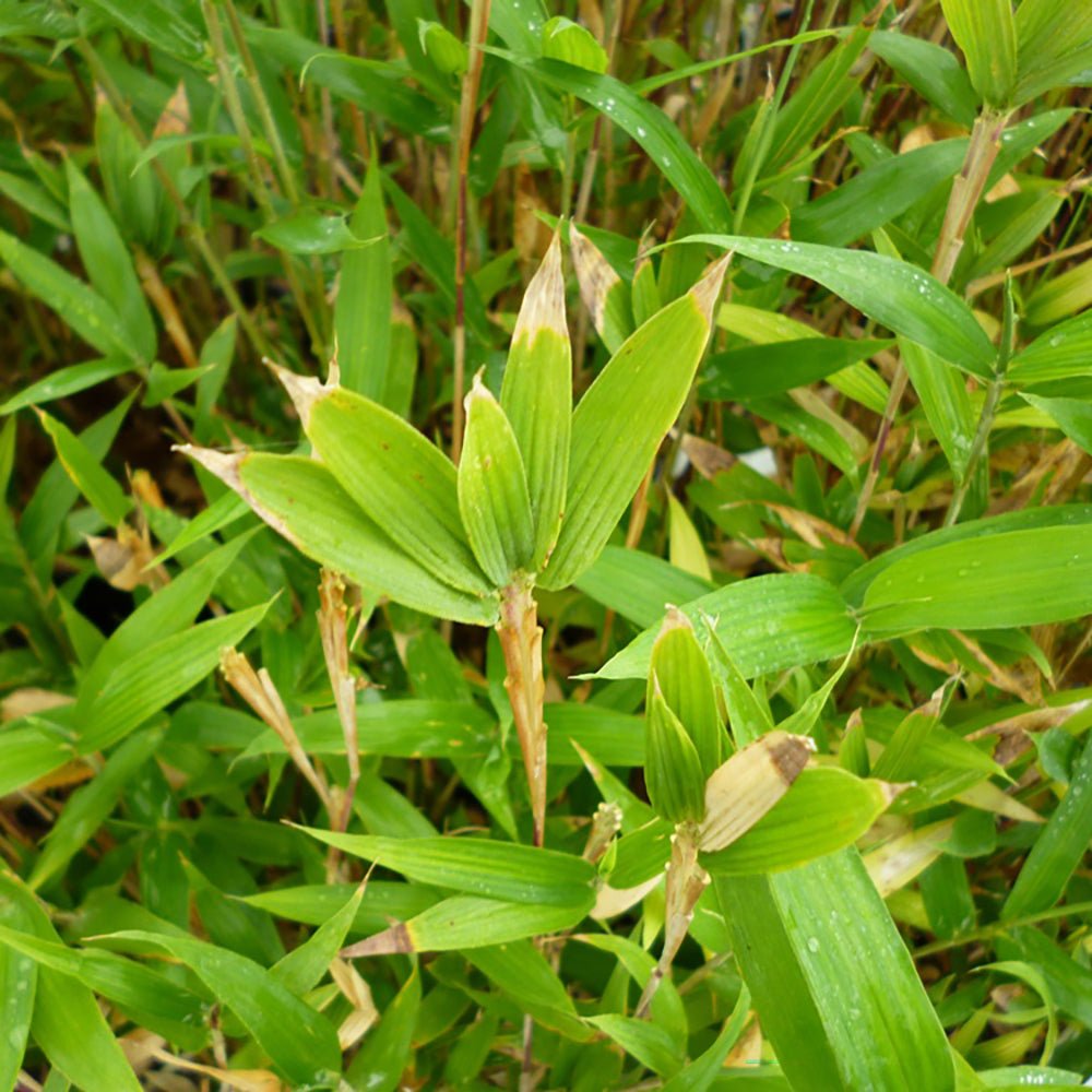 Bambus (Pleioblastus) Distichus - VERDENA-30 cm inaltime livrat in ghiveci cu Ø14 cm