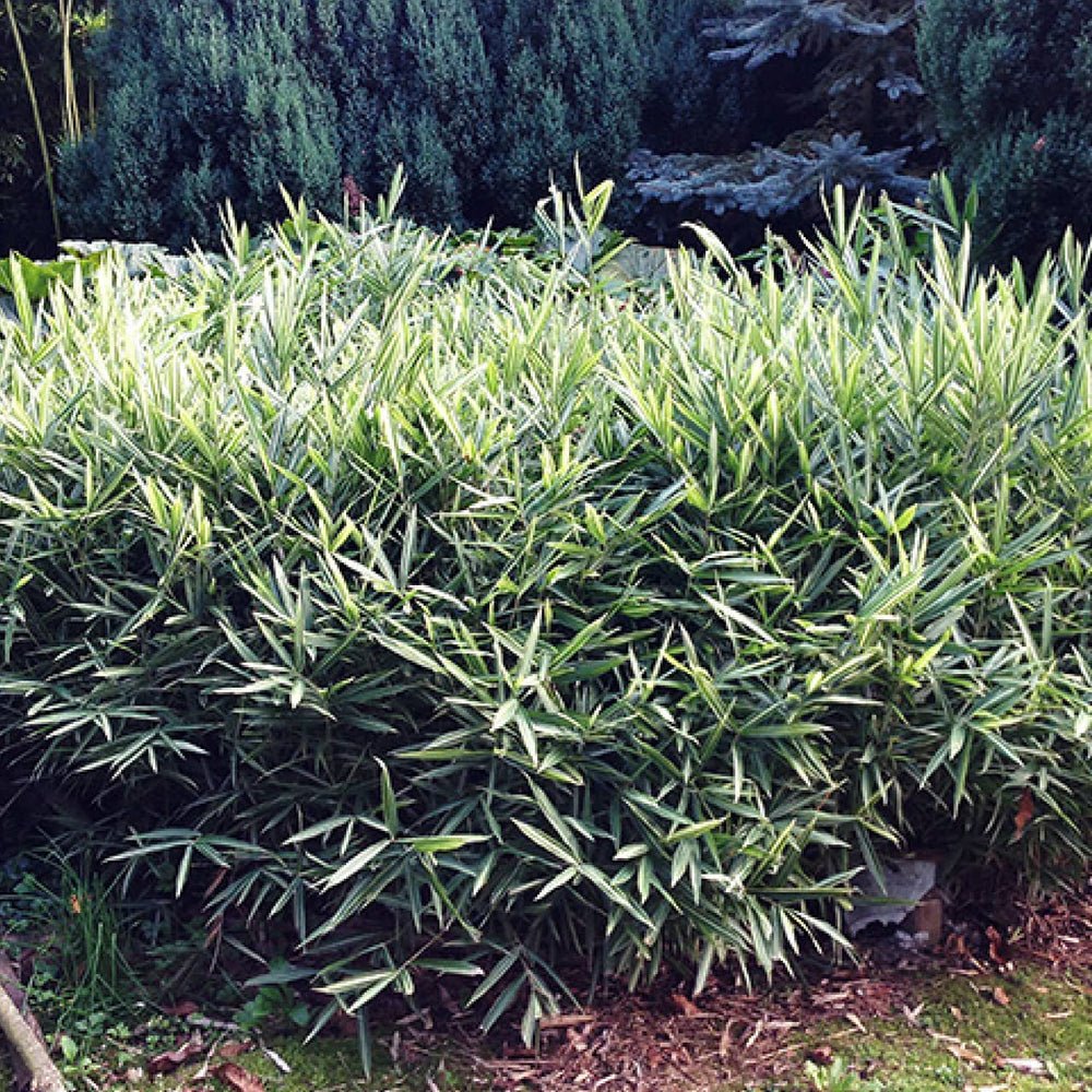 Bambus (Pleioblastus) Variegat - VERDENA-30 cm inaltime livrat in ghiveci de 1.5 L
