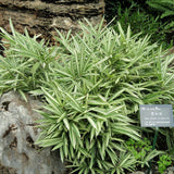 Bambus (Pleioblastus) Variegat - VERDENA-30 cm inaltime livrat in ghiveci de 1.5 L